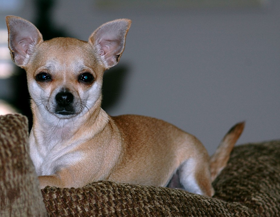Breed of the Week: Chihuahua