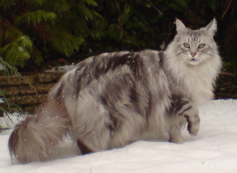 Breed of the Week: Maine Coon